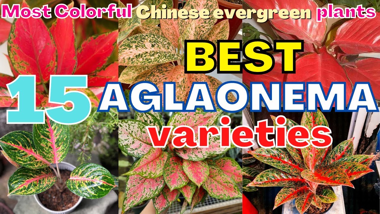Top 15 Most Beautiful aglaonema Varieties | Most Colorful Stunning Chinese evergreen species