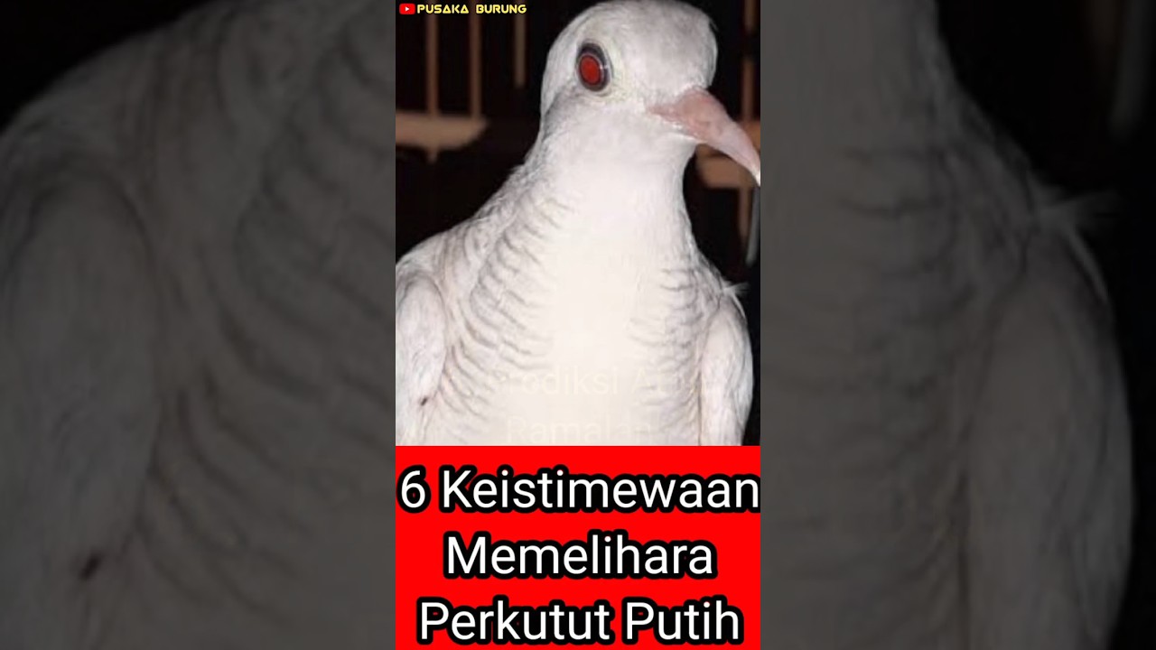 6 Keistimewaan Memelihara Perkutut Putih  #mitosperkutut #perkututkaturanggan #perkutut