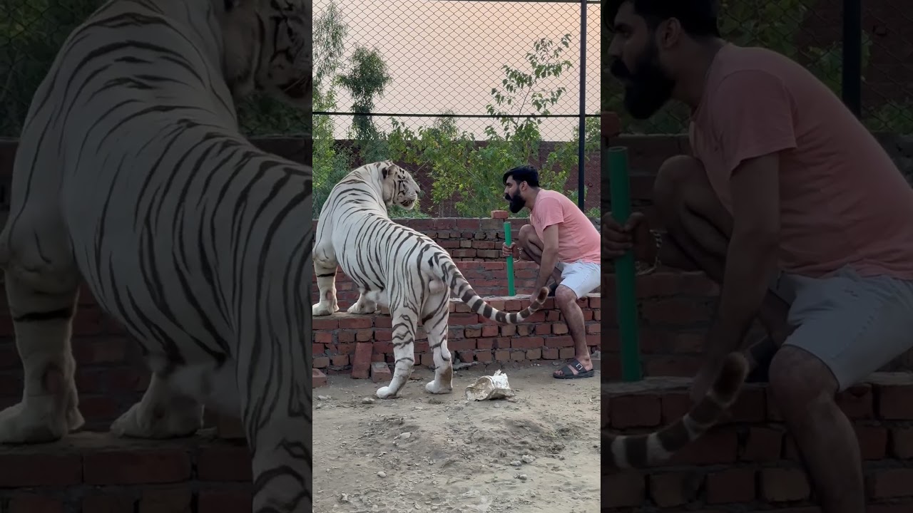 Full Tame White Tiger