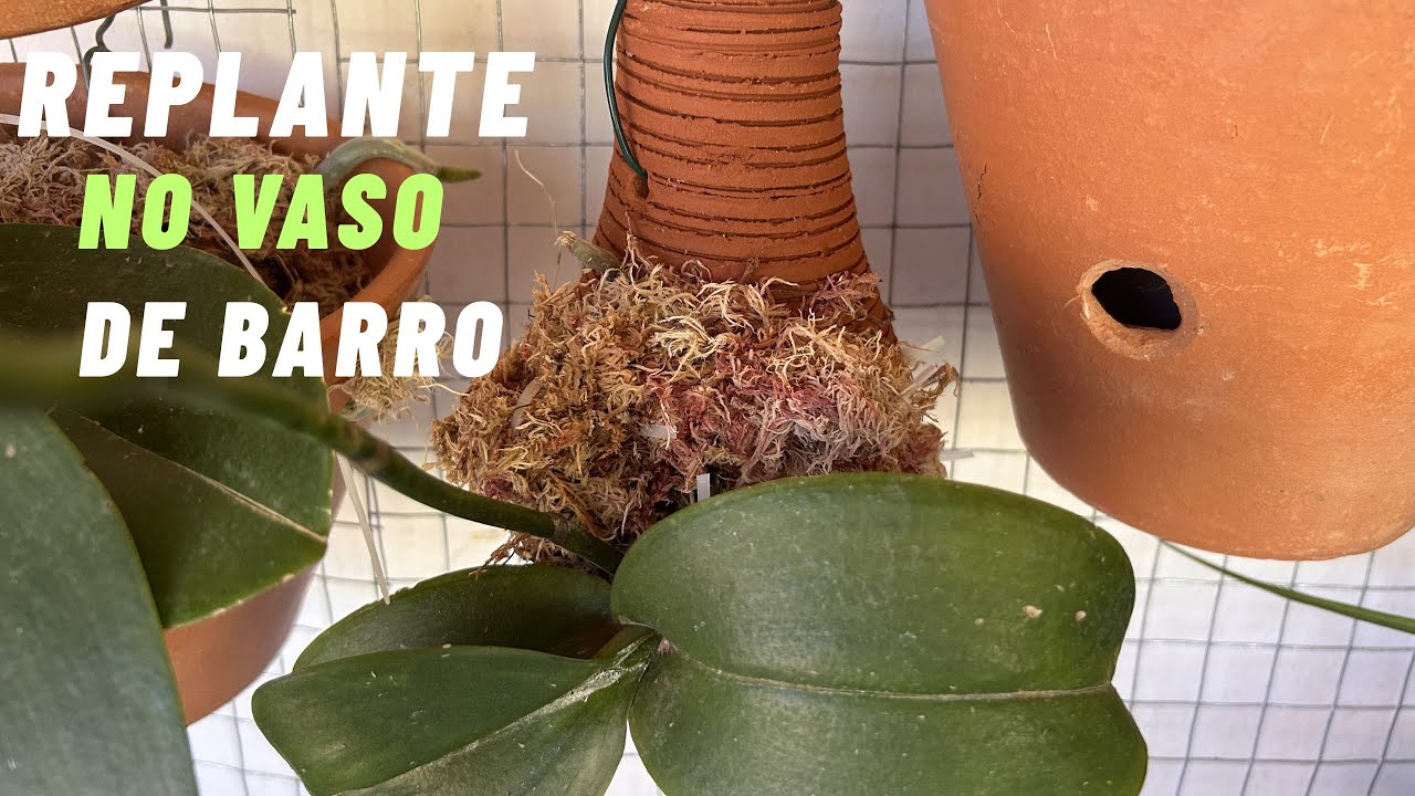 Replante de  orquídea Phalaenopsis  e agora na varanda 