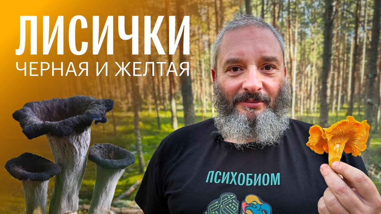 Для новичков. Лисички. Михаил Вишневский