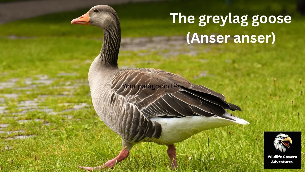 Greylag Goose (Anser anser) | Wildlife Camera Adventures | Stunning Goose Footage & Calls