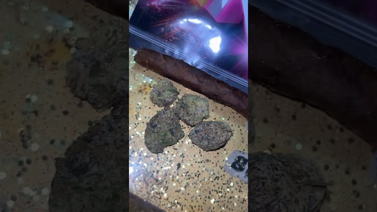 Gus&rsquo;s Real Exotics- &ldquo;Now that&rsquo;s what I call ZA!&rdquo; VOLUME 1🔥🔥🔥