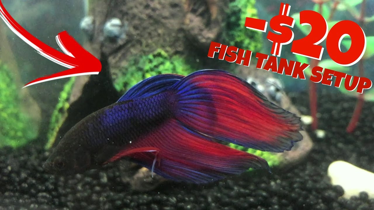 UNDER $20 betta SETUP /  PERFECT FOR BEGINNERS