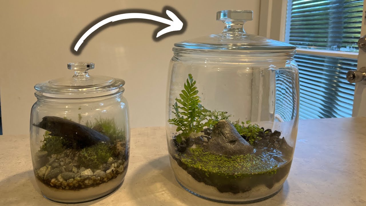 Fire Bellied Newt Terrarium Upgrade in 2022 | New Newt Enclosure | #pets #animals