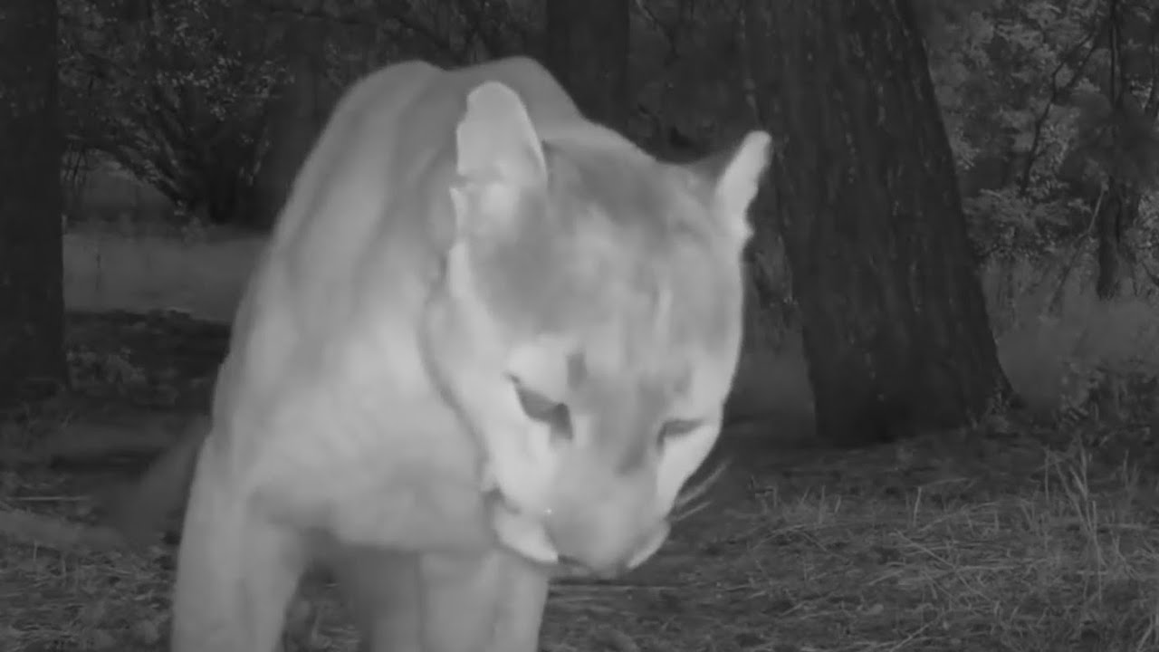 Mountain lion attacks while couple in hot tub