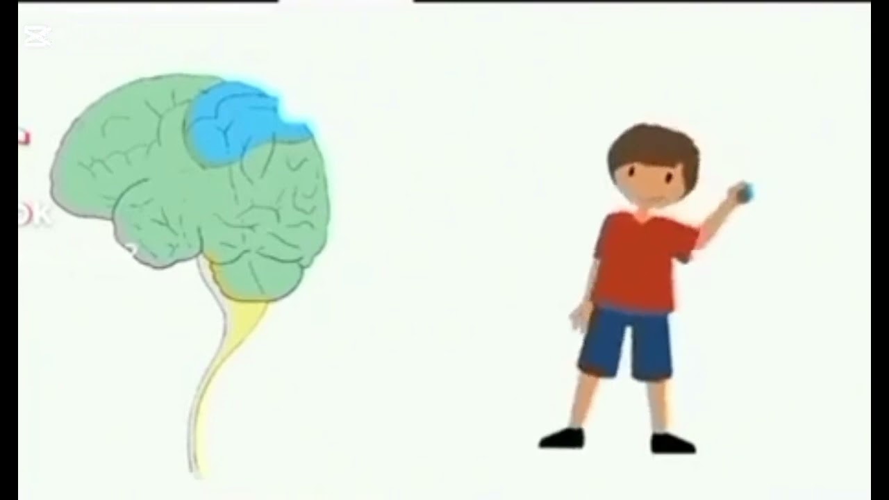 شرح حاسة الحس العميق (التكامل الحسي)