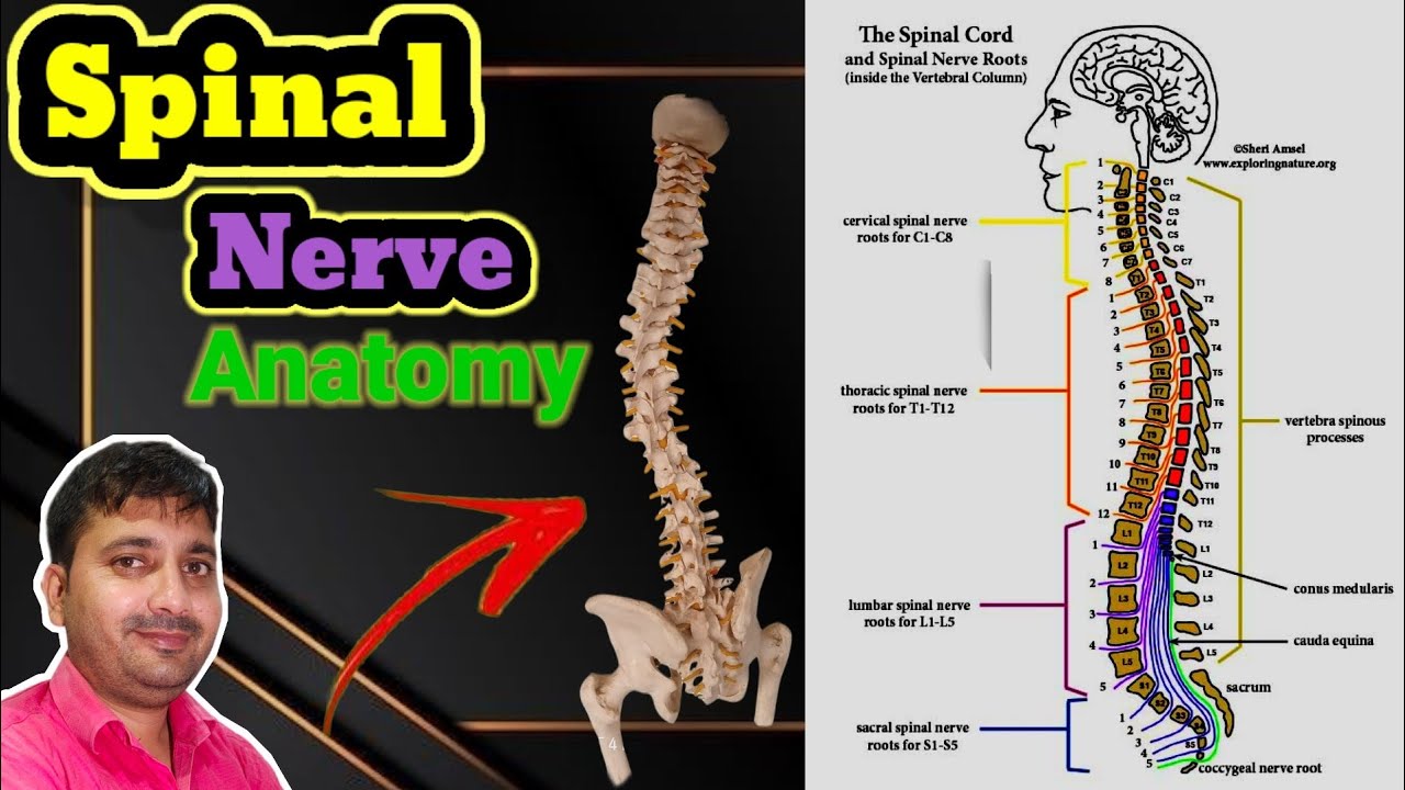 Spinal Nerve :- Anatomy || NORCET || ESIC || DSSB || GNM-ANM || PGIMS || CHO || B Or D-pharmacy