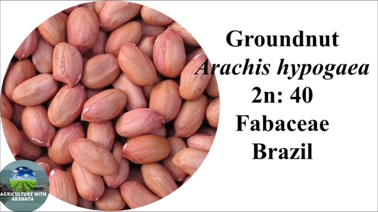 Identification of Seeds or Grains for Agriculture practical-exam # with botanical description #