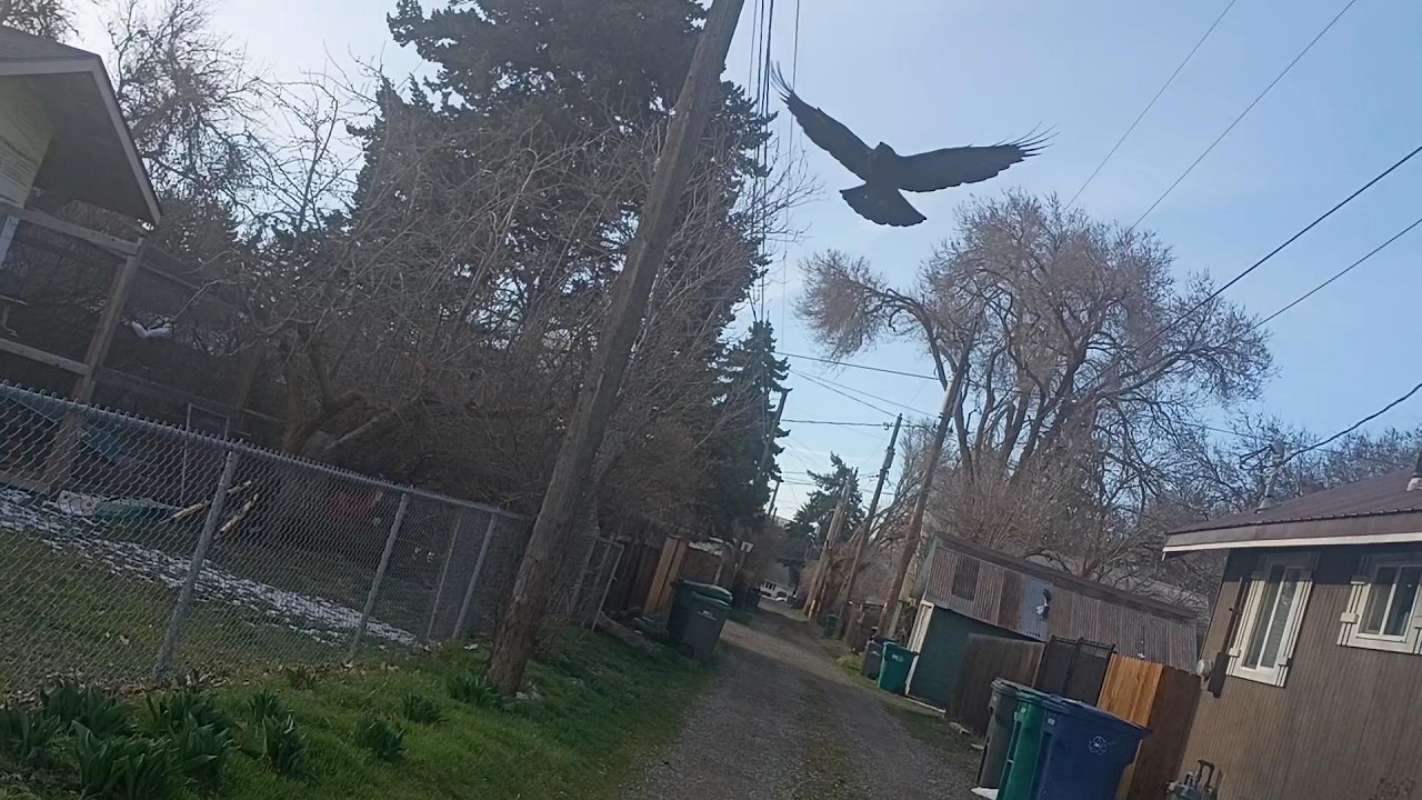 Kit's Crows 03-15-26