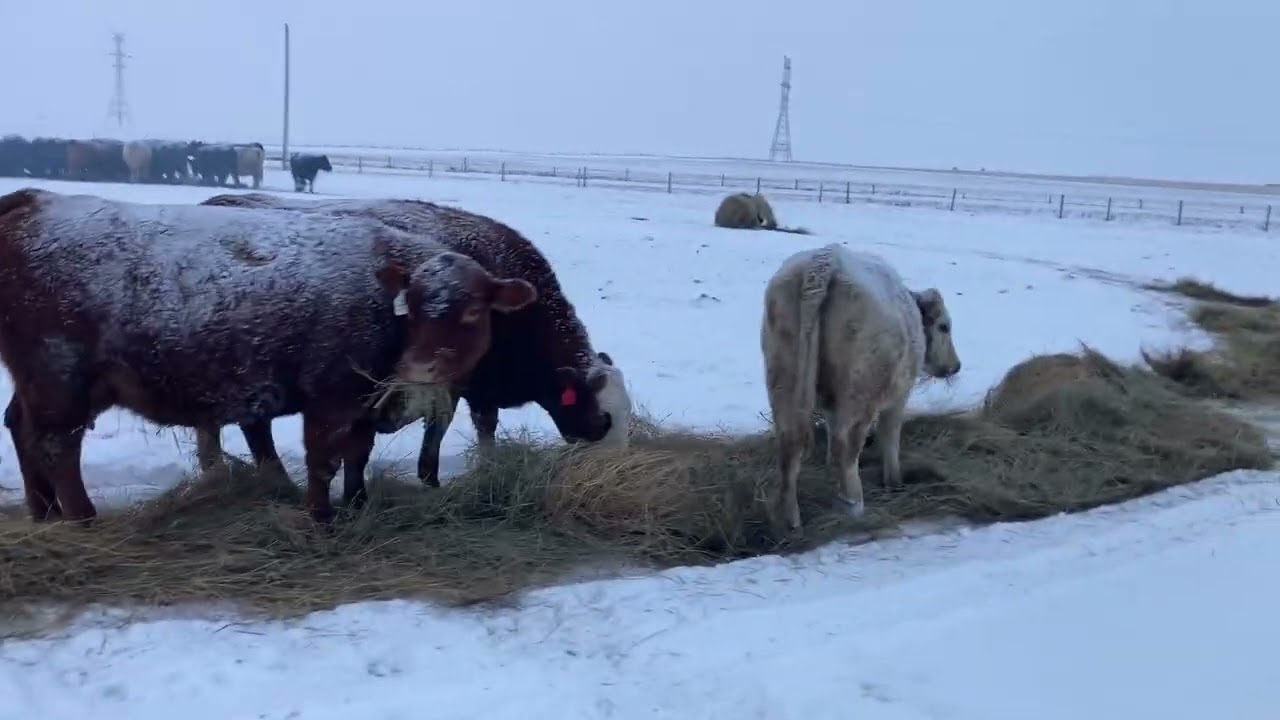 Feeding Cattle On Snow. Less Waste.