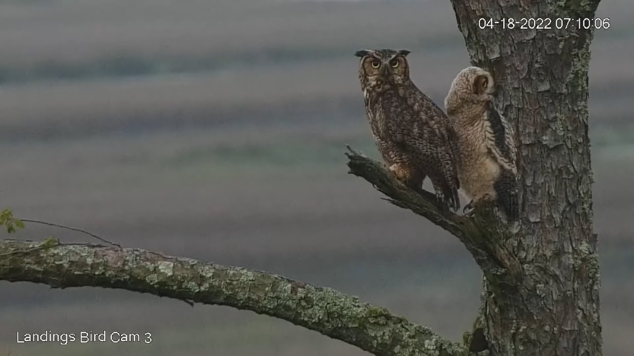 Great Horned Owl Fledgling Explores Treetops With Help From Parent – April 18, 2022