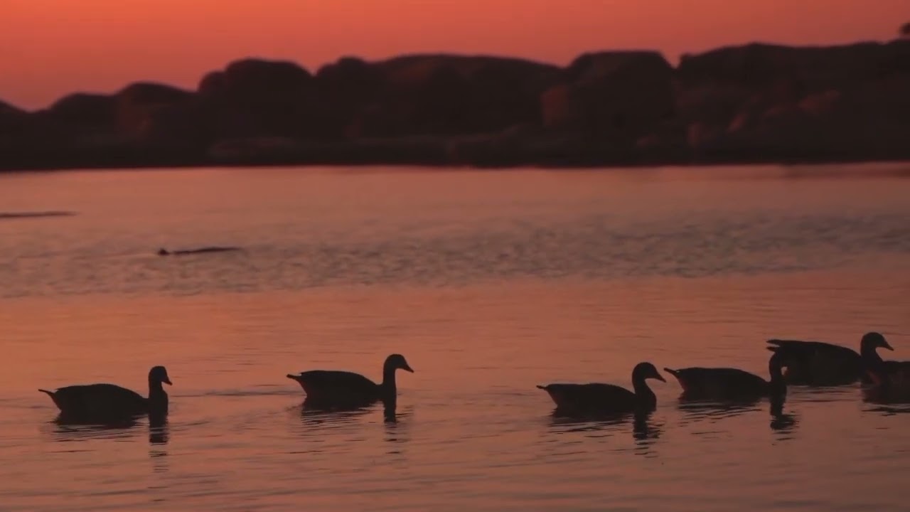1 hour goose sounds with Birds sounds for relaxing studying sleeping meditation||🦢🦢