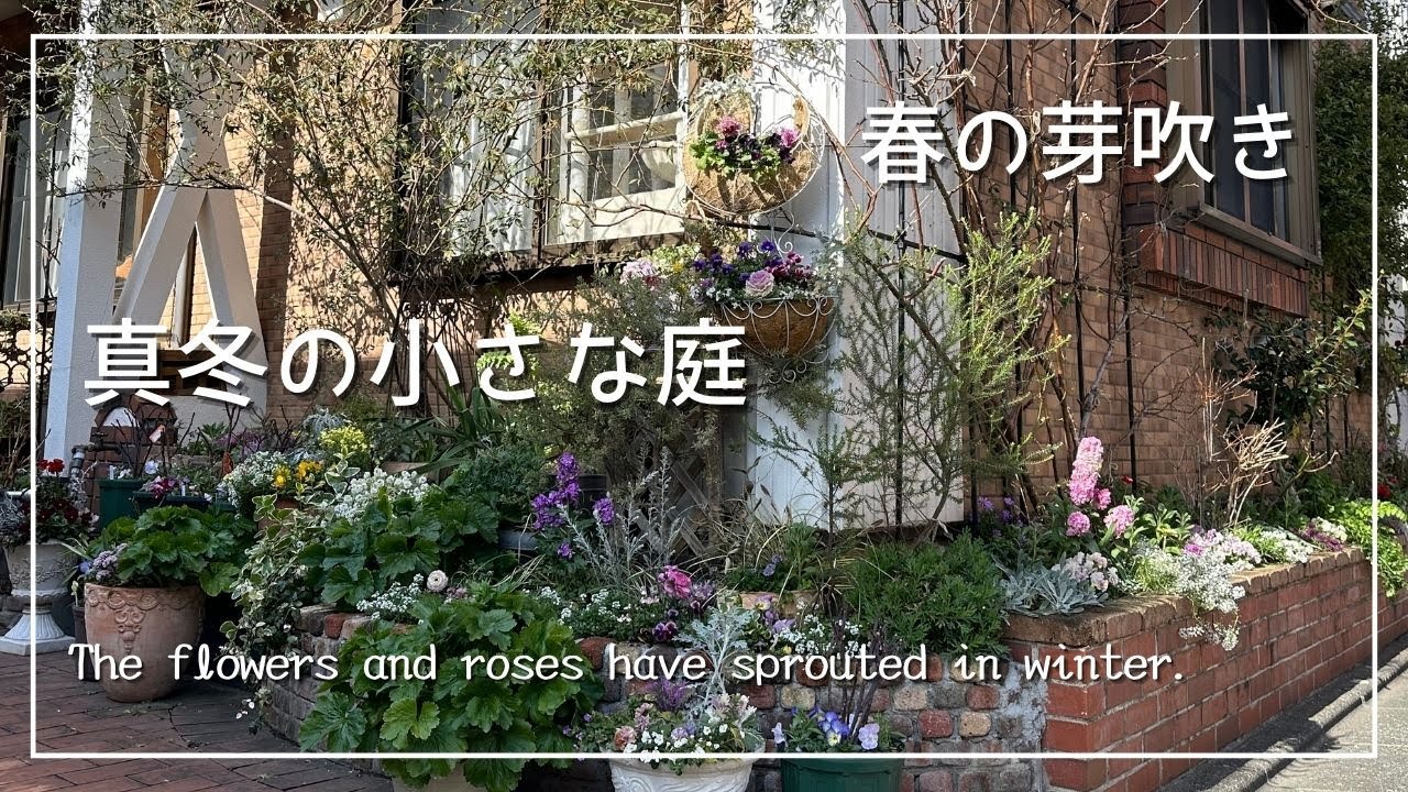 春を待つ真冬の小さな庭【ガーデニング日記2024年2月24日】