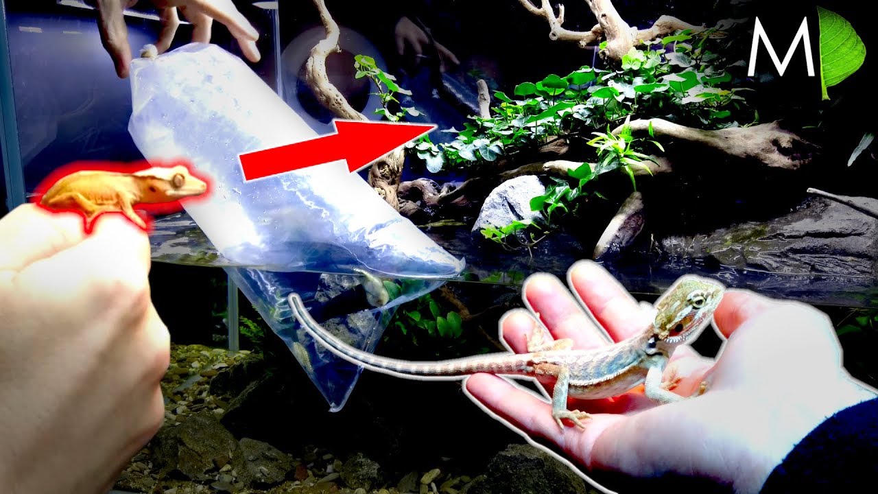 MINI STINGRAYS & JUMPING LIZARDS || *NEW FISH* || MD FISH TANKS