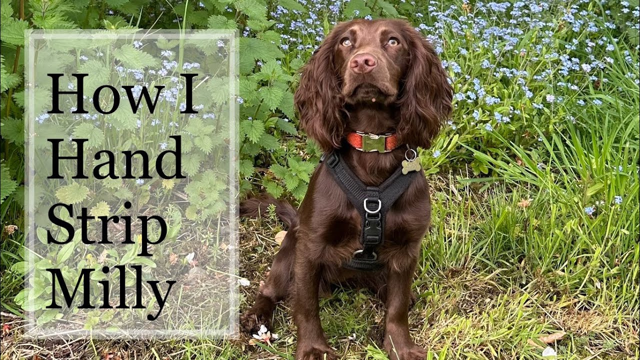 Hand stripping my cocker spaniel at home!