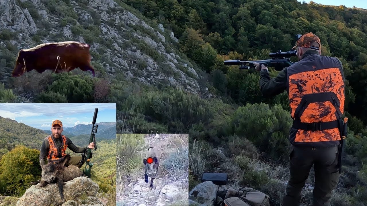 Une battue de folie 🔥 tirs de 9 sangliers en montagne Corse 