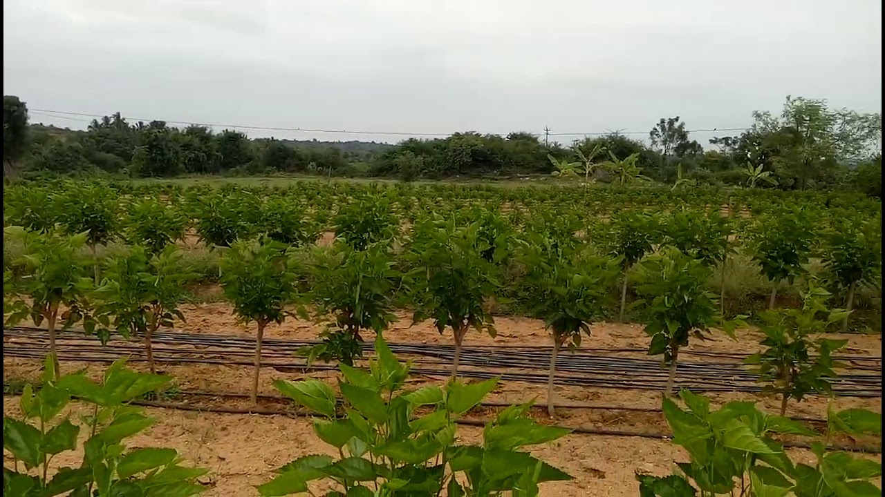 wider spacing mulberry garden