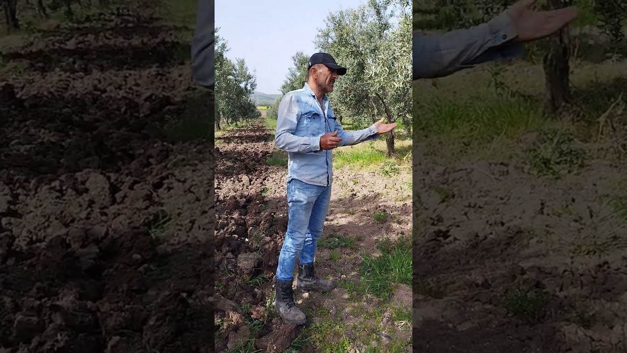 Zeytinlik sürümü pulluk tabanı patlatma