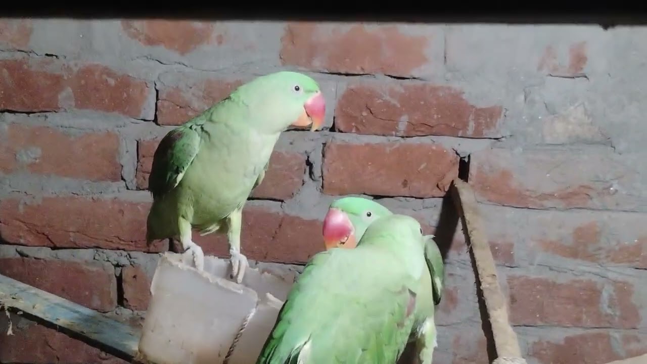 Mitthu parrot ki Jodi Chhota mitthu bahut tej hai