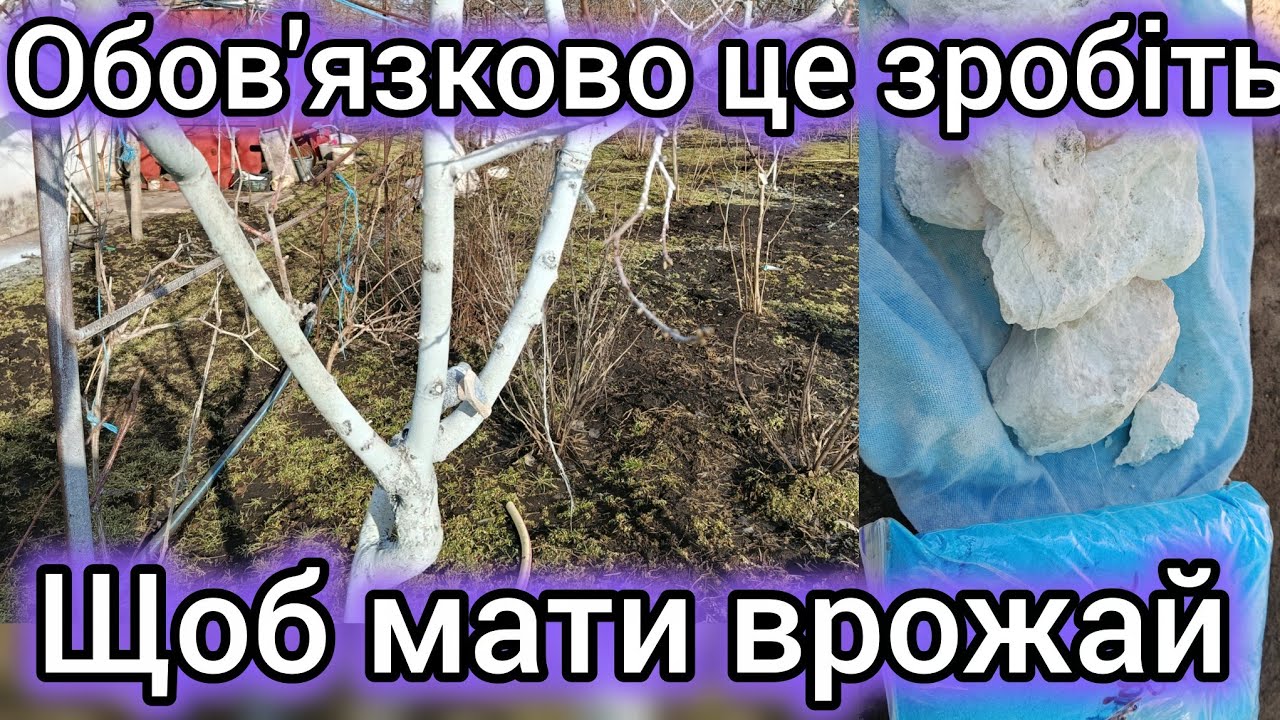 28.02.26. Обов'язково зробіть це зараз в саду. Перша весняна обробка саду.