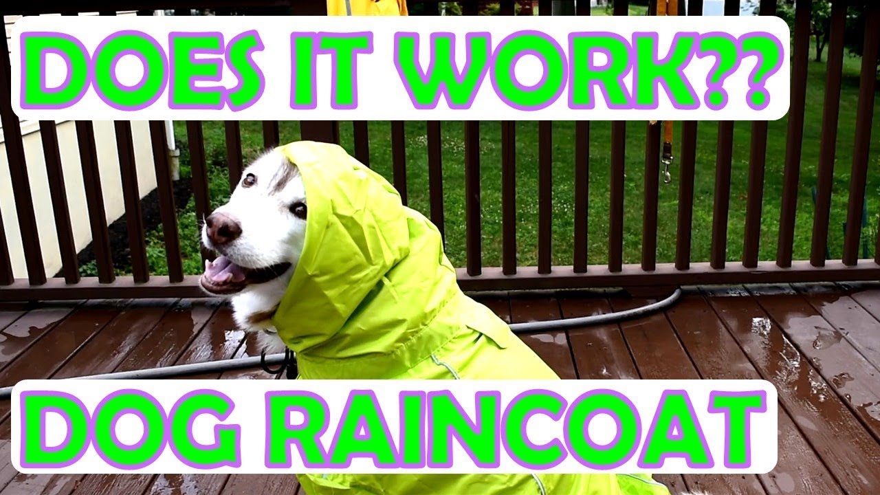 SIBERIAN HUSKY | Wearing a raincoat