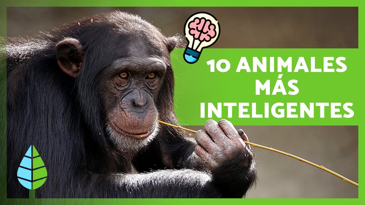 Top 10 ANIMALES m&aacute;s INTELIGENTES del mundo 🐬🧠