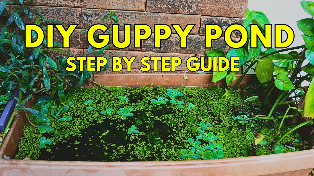 5 Secrets to Creating a PERFECT Patio Pond for Guppies