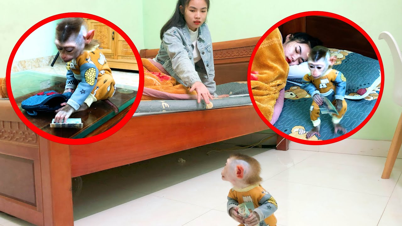 Monkey Bin and bad habits you should not learn  #family #monkey #animalht