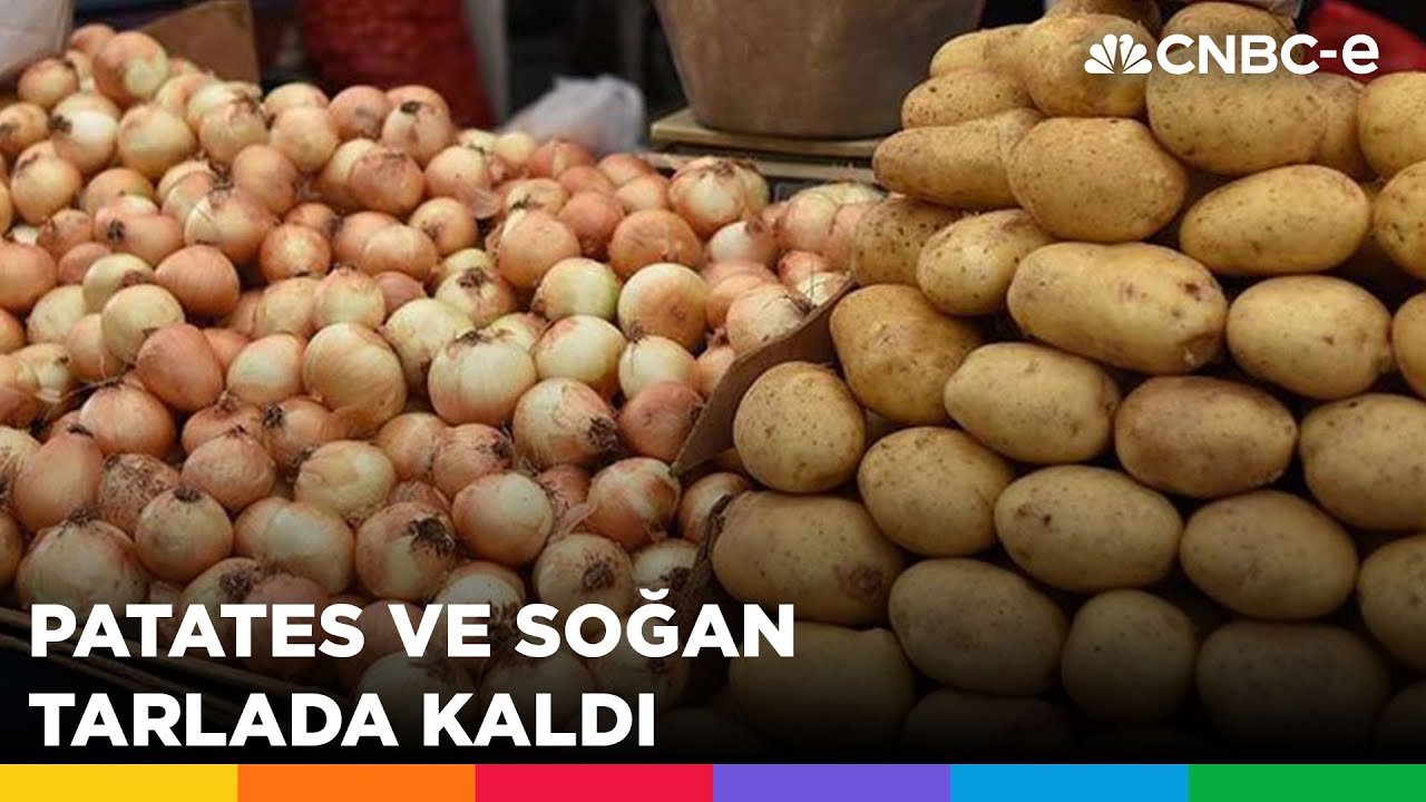 Patates ve soğan tarlada kaldı! Çiftçi artan maliyete rağmen düşük fiyatlandırmaya tepkili