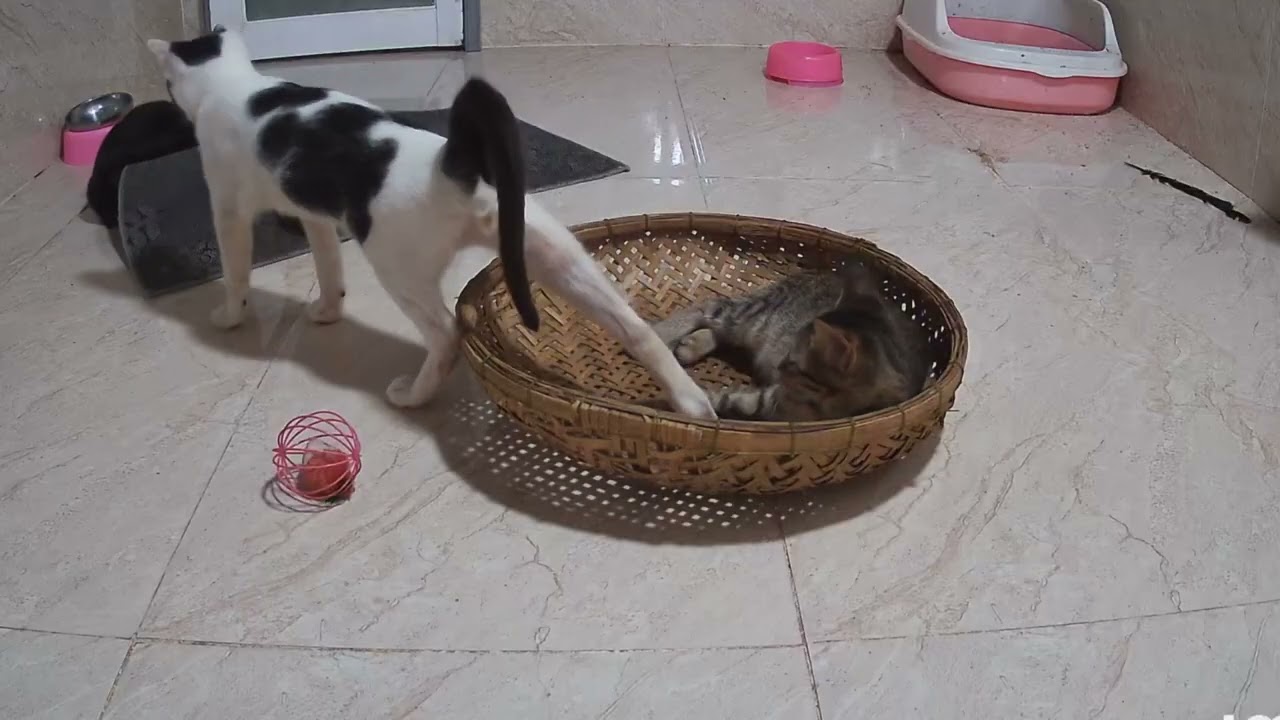 17 08 2024 CAM 3 506