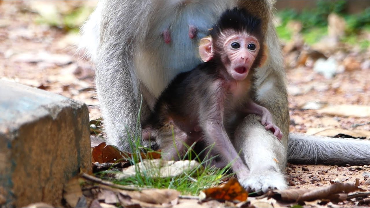 Newborn Monkey Vixen Can Standing But Still In Shaking Motion. More Try Will Be Soon Independent.