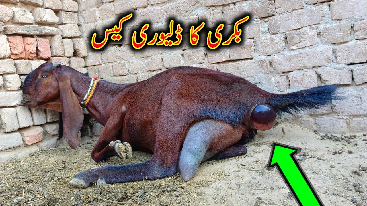 She Is Ready To POP - Goat Giving Birth - Goat Delivery Case