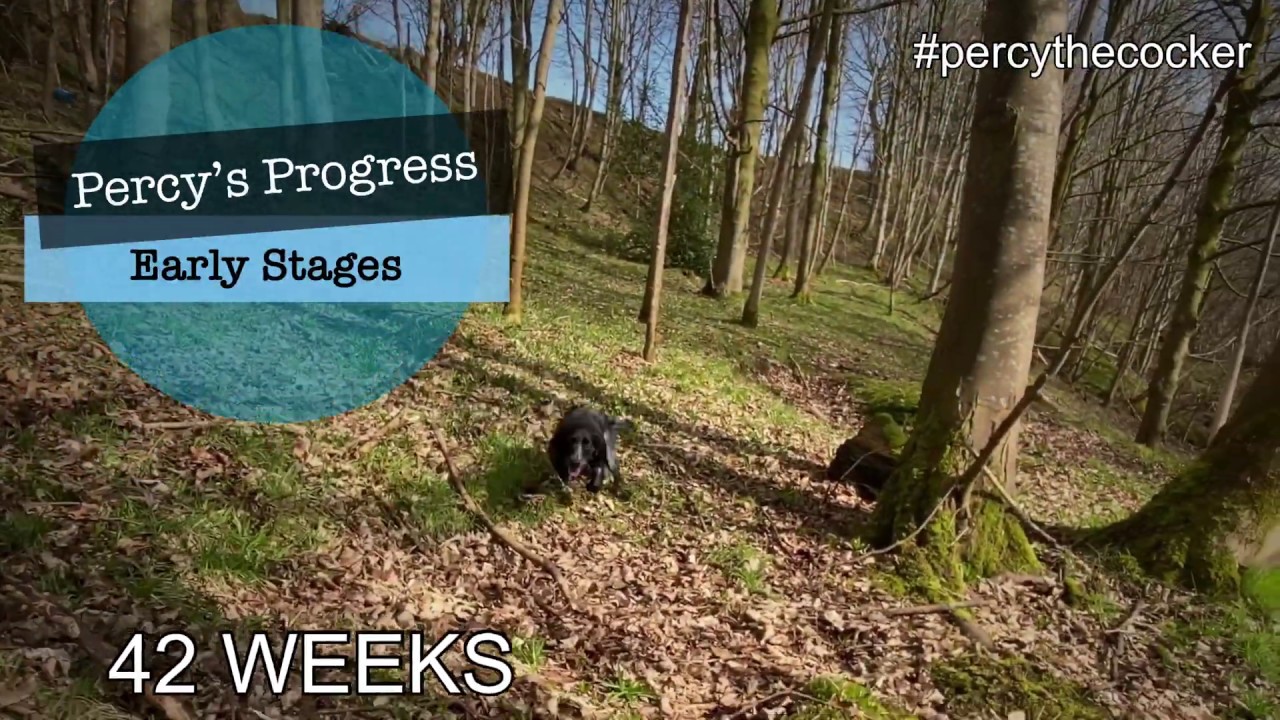 Gundog Training - Percy’s Progress - Early Quartering