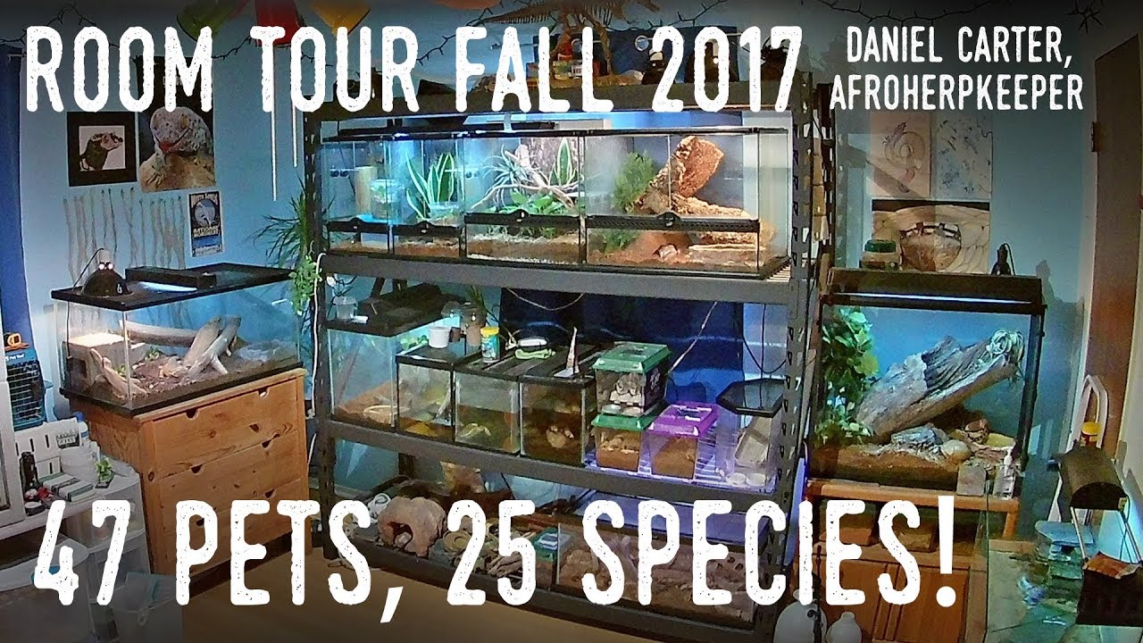 Reptile Room Tour Fall 2017 | Tegu, Skink, Boa, Pythons, and DOZENS More!