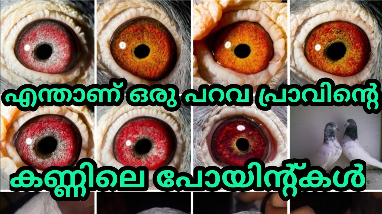 #പറവ parava/how to check pigeon eyes//parava training