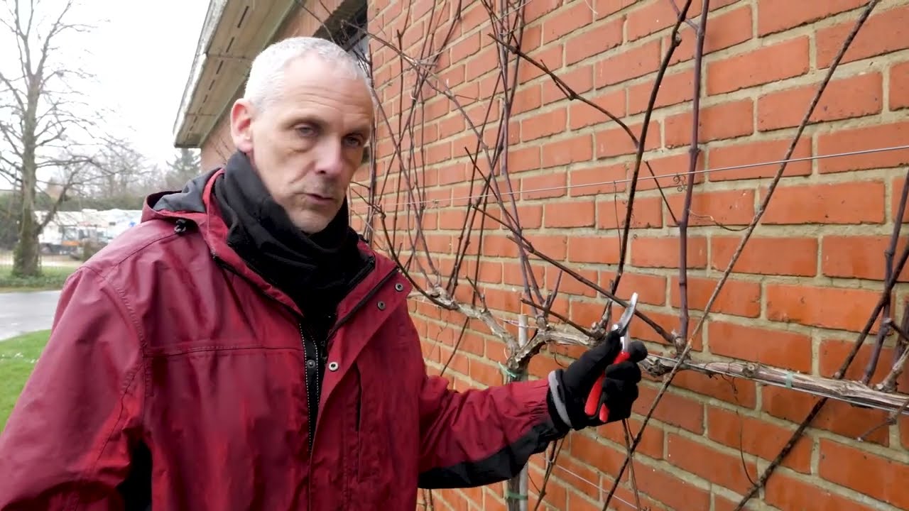 Comment et quand tailler une vigne ?