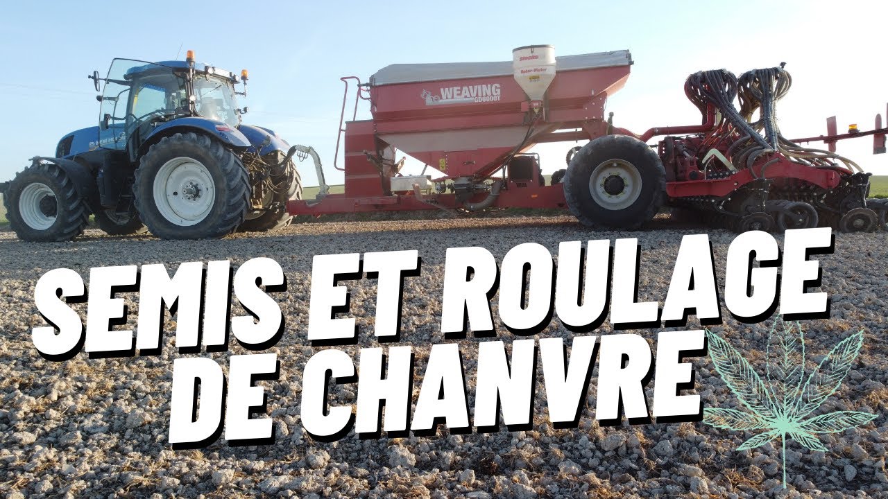 Semis et roulage de chanvre Pel et Der 2021
