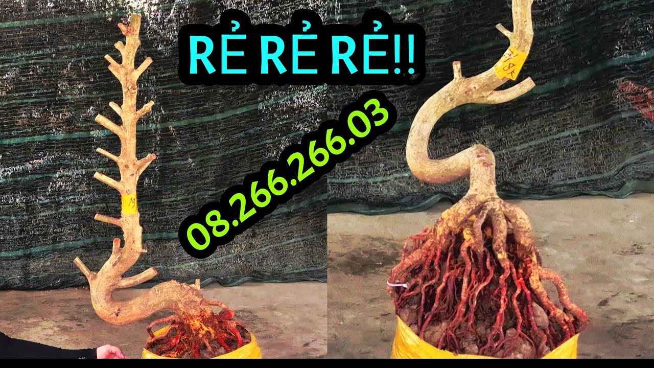 Rẻ Rẻ Rẻ!! Ngày 7/3 📲0826626603 AN. Phôi mai Lắc Quái, đủ dáng Bonsai, củ đế Vip Đặc. @AnChoGao 