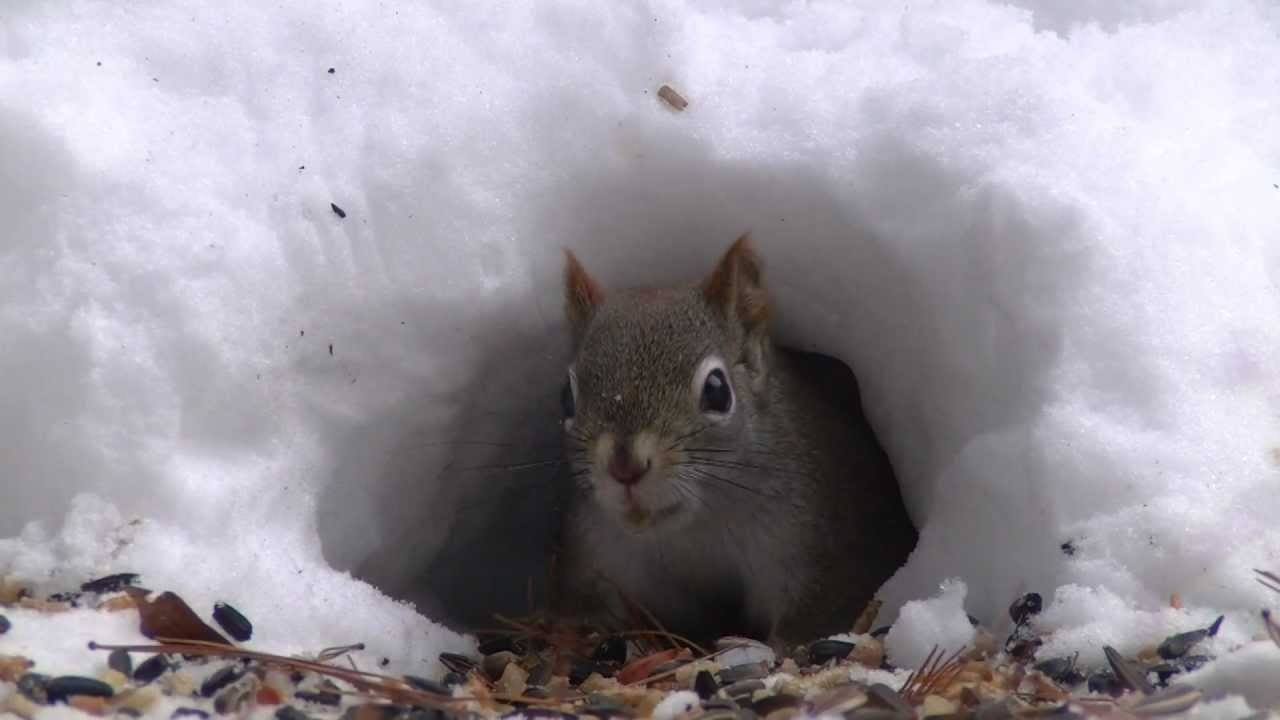 'Party At The Snow Hole' -Blue Jays & Red Squirrels