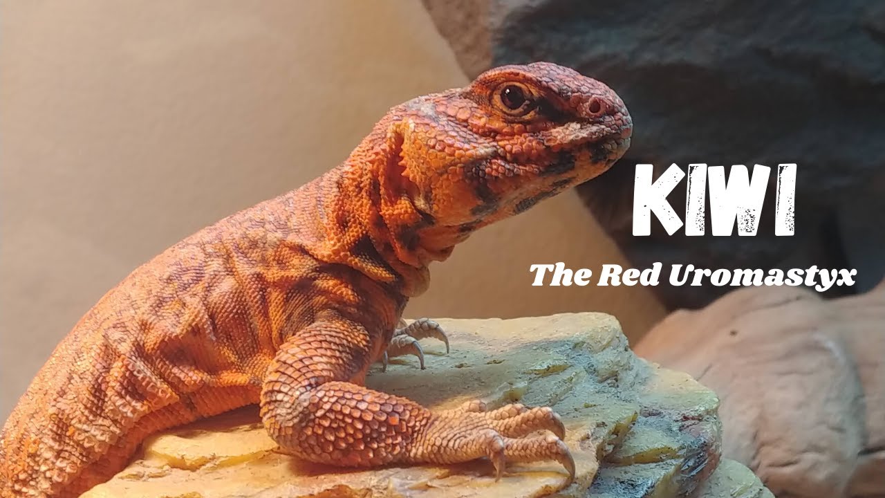 Kiwi the Red Uromastyx
