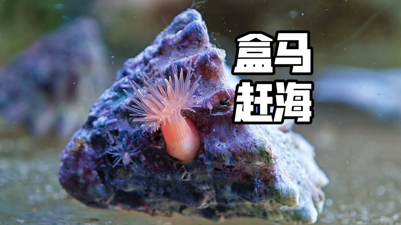 超市赶海巧遇流浪海葵，暖心胖鲀助力海葵搬家