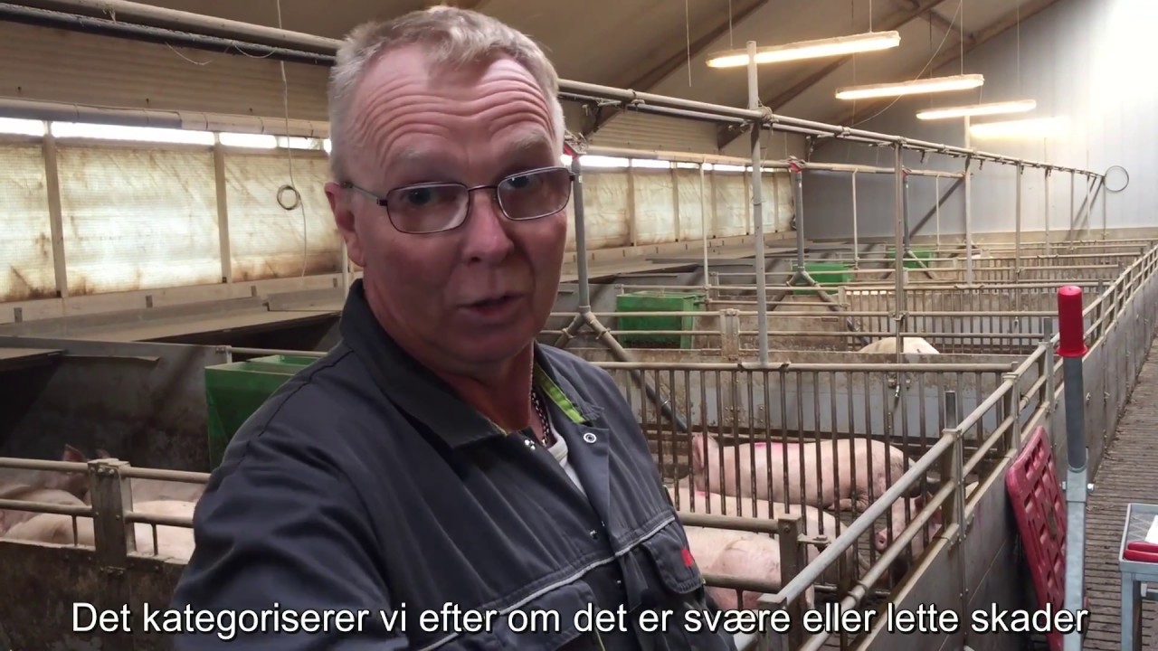 DanBred: Mere sociale grise