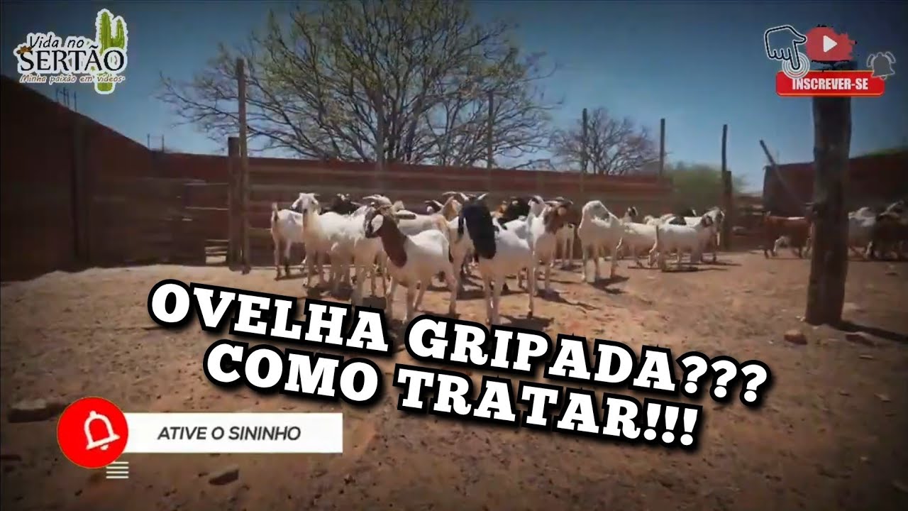 OVELHAS GRIPADAS??? COMO TRATAR!!!