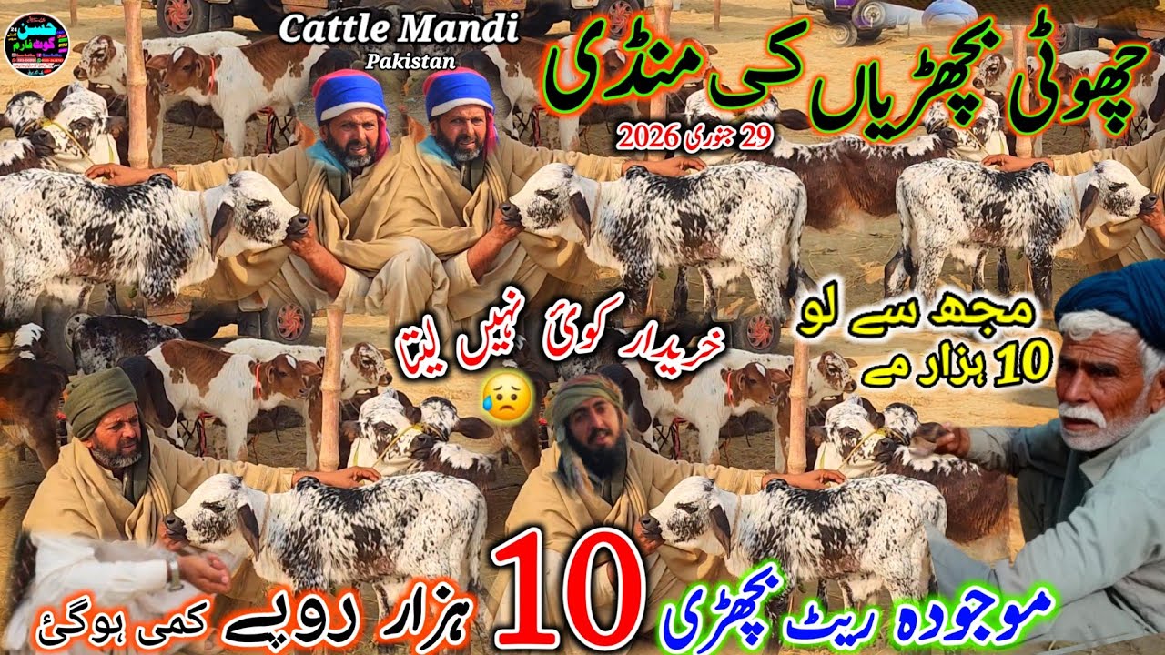 29 January 2026 cholistani hiefers bachri Mandi Pakistan punjab ki badi catle mandi kot chutha visit