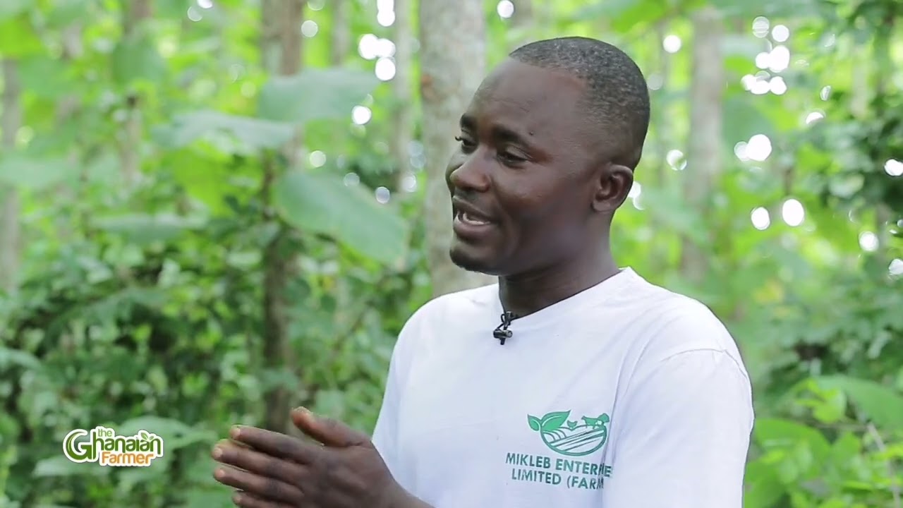 TEAK wood Is The Most Profitable Plantation, Earn Lump Of Money Profits After 10–15 Years Atleast.
