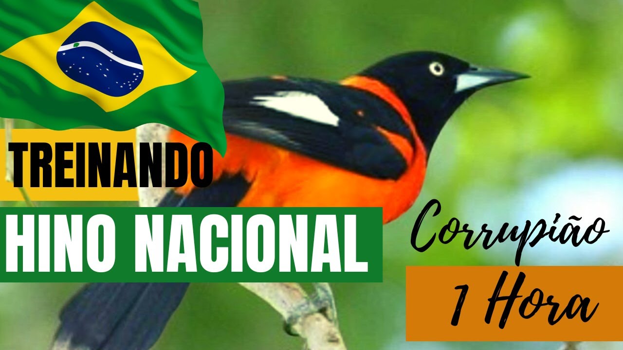 corrupião cantando o hino nacional - 1 HORA CORRIPIÃO HINO DO BRASIL