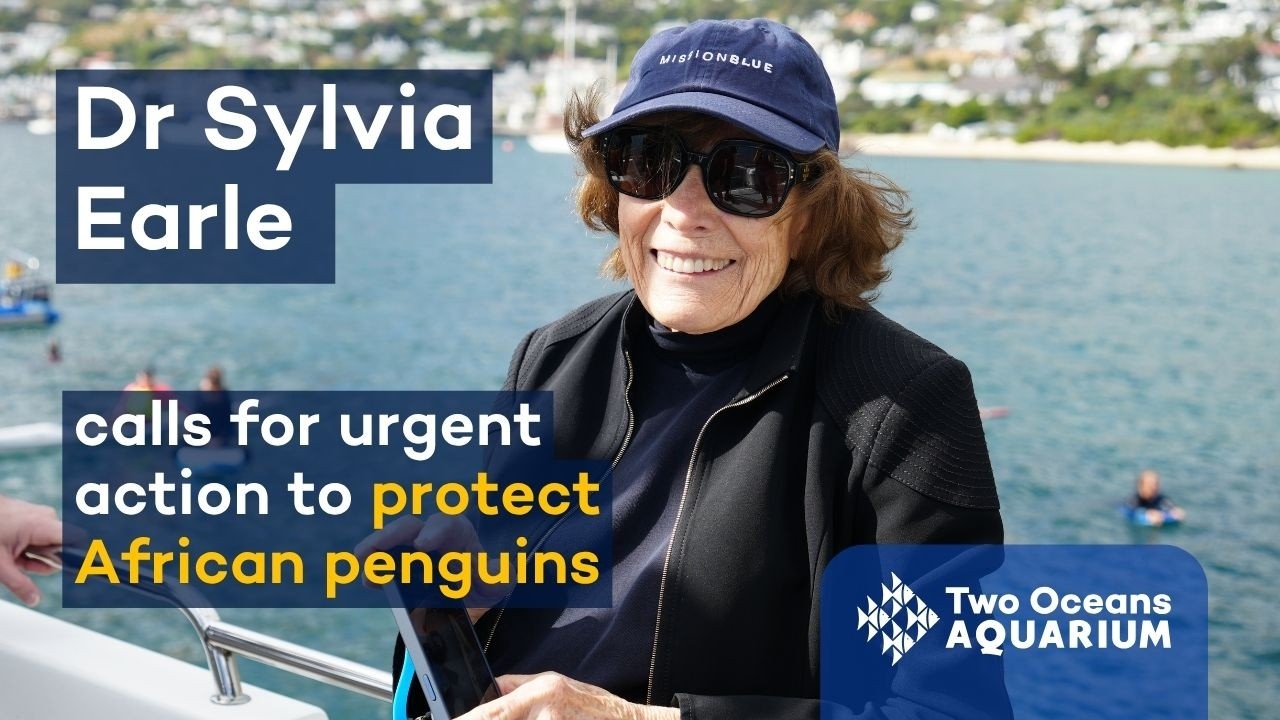 Dr Sylvia Earle's appeal to South Africans to take action for the African penguin