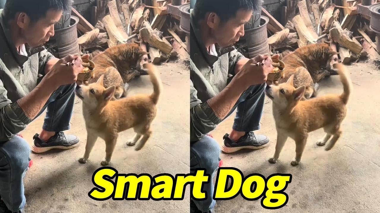 I thought that the dog was asking for food to eat by itself