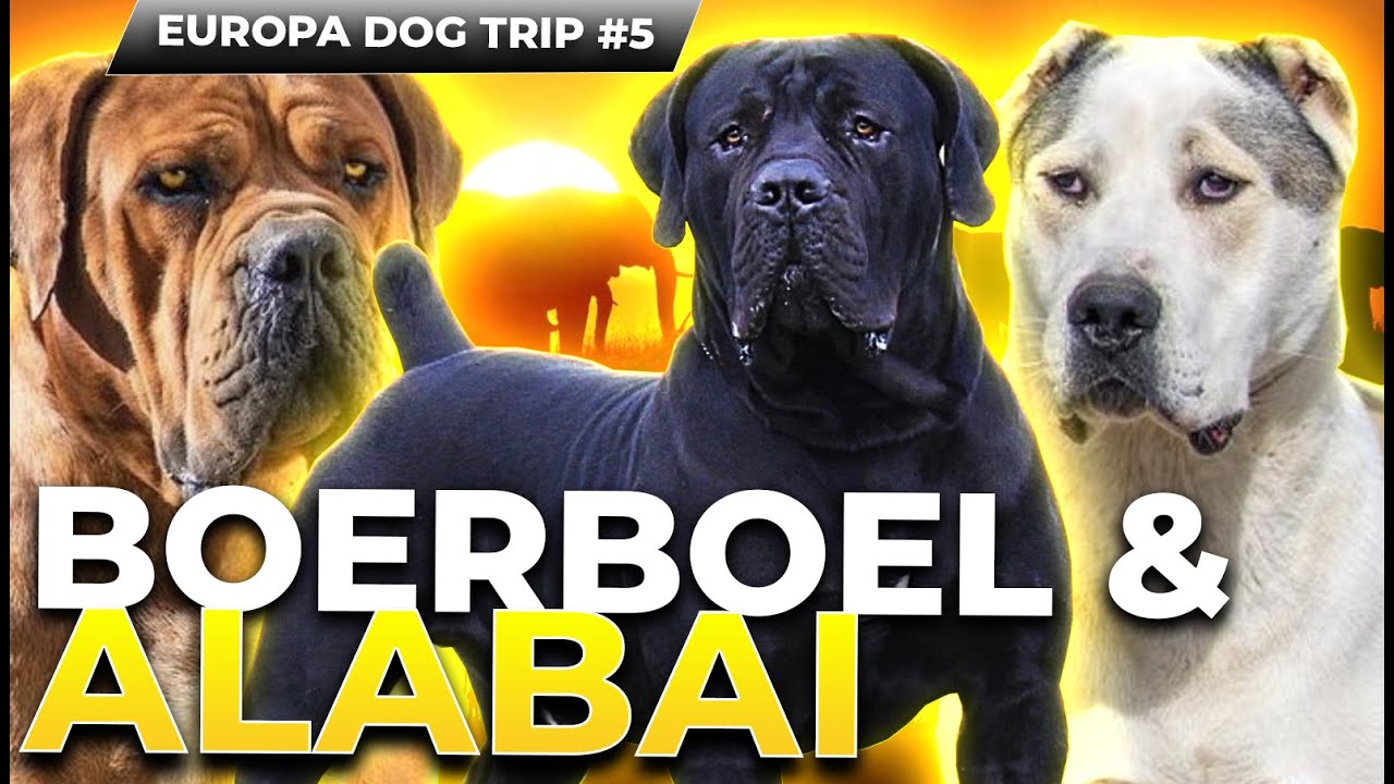 AS DUAS RAÇAS DE CÃES MAIS BADALADAS DO MOMENTO | EUROPA DOG TRIP CCK #5